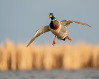 Greenhead Over The Cattails