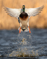 Mallard Blast Off 3-8-23