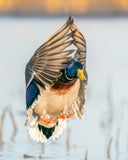 Wingtip Greenhead