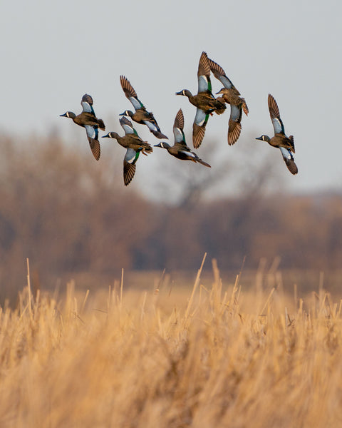 Bluewing Flock