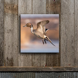 Pintail Background 8X8