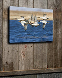 Blue Water Pintails