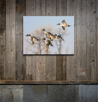 Cupped Up Pintails Canvas Print