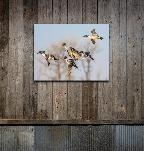 Cupped Up Pintails Canvas Print