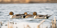 Pintails Swimming