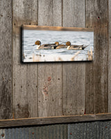 Pintails Swimming