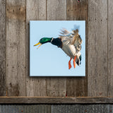 Quacking Mallard 8X8