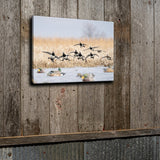 Ringneck Flock Canvas Print
