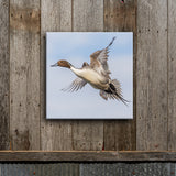 Sideways Pintail 8X8