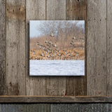 Snowy Mallard Courtship Flight 8X8