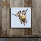 Split Tail Pintail 8X8