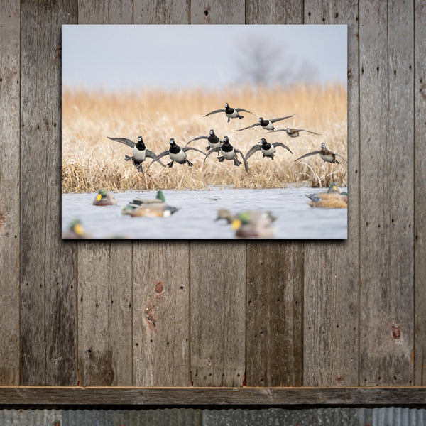 Ringneck Flock Canvas Print