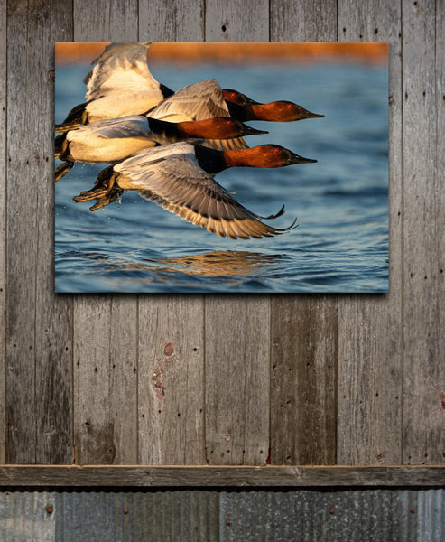 Tight Canvasbacks