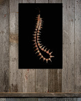 Turkey Spur Necklace Canvas